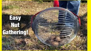 Easiest way to gather nuts! Pecans, hickory nuts, hazelnuts Garden weasel nut gatherer review!