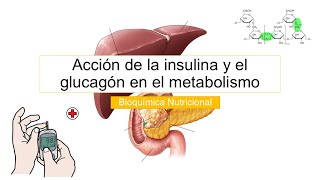 Acción de la insulina y el glucagón en el metabolismo // Bioquímica // Rodolfo Zamudio.