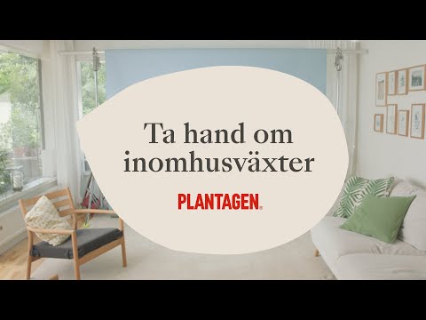 Ta hand om dina inomhusväxter - så lyckas du