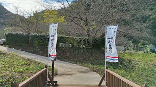 20251020 長崎県 七ツ釜鍾乳洞 コスモス祭り