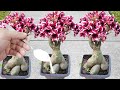 Only 1 Spoon Makes So Many Flowers Explode Any Plant