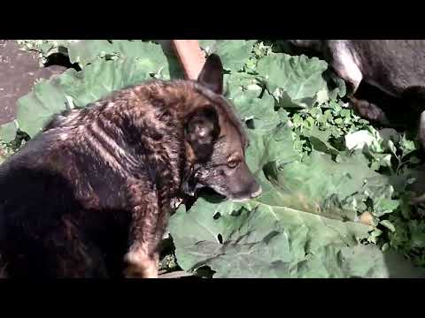 Mukhtar heading the Happy home hound patrol #cutedog #dogs