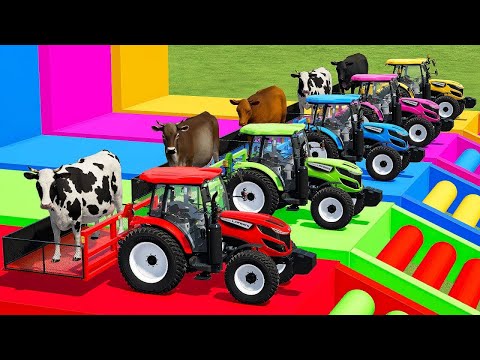 TRANSPORT COWS WITH COLORED LANDIN TRACTOR & SCANIA TRUCKS - Farming Simulator 22