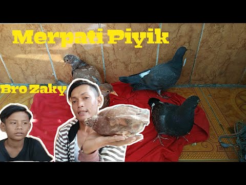 Piyik Novyj Trend Smotret Onlajn Na Sajte Trendovi Ru