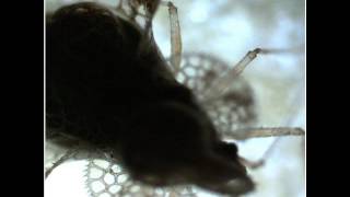 London After Midnight - Carry On.. Screaming