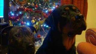 So Called Dangerous Dogs American Pitbull & Rottweiler Pt 2