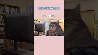 - ボカロPになりたかった #shorts #猫ミーム