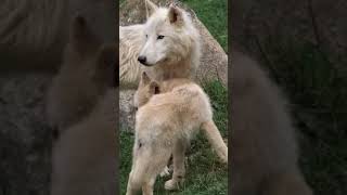Adorable Wolf Cubs and the Enchanting White Wolf Pack! 🐺🐾