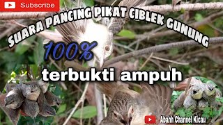 Download lagu suara pikat ciblek gunung 100%#mantap,,,terbukti ampuh #cocok untuk masteran murai & kacer mp3 Download lagu suara pikat ciblek gunung 100%#mantap,,,terbukti ampuh #cocok untuk masteran murai & kacer mp3