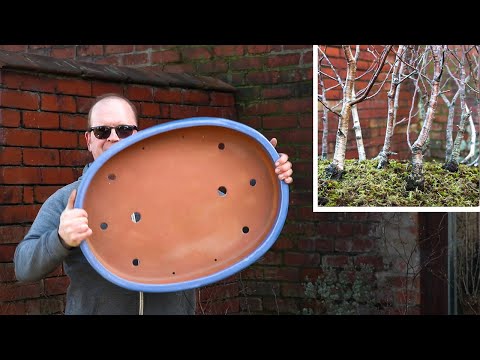 Making a birch bonsai forest - So satisfying!