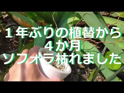 リトル・ブラウネル 植物