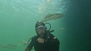 Diving with Kingfish in Tumby Bay