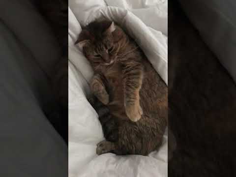 cat angry at her mom
