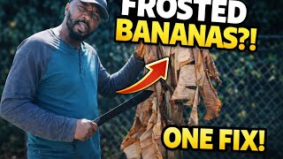 How to Save Banana Trees After a Hard Freeze | Florida Gardening