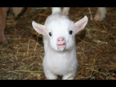 Baby Goats - Funny And Cute Baby Goats Compilation [BEST OF]