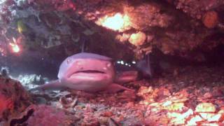 preview picture of video 'Whitetip Reef Shark in Cave, Gato Island, Cebu, Philippines'