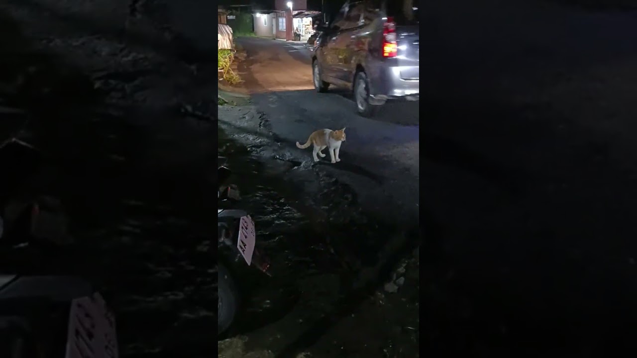Kucing oyen mau nyebrang #funny #comedy #pets #cute #faktaunikkucing  #sayangkucing