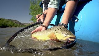 Muškařská šňůra Scientific Anglers Amplitude Smooth Infinity Optic WF-7-F