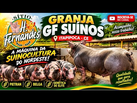 As MELHORES matrizes para cruzamento: Granja GF Suínos