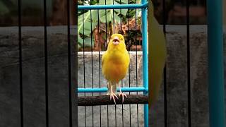 Download lagu PANCINGAN Kenari Agar Ikut Bunyi & GACOR Dor #birds #kenari #canary #kicaumania #kenarigacor mp3