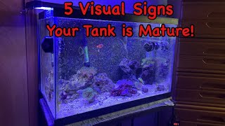 Top 5 Visual Signs your Reef Tank is Healthy and Maturing!