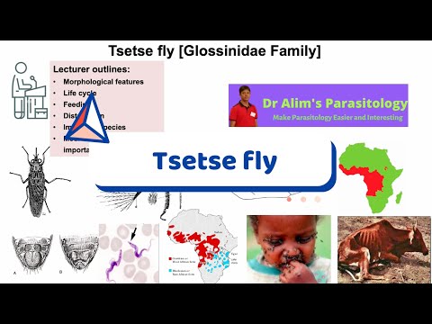 The Silent Assassin: Tsetse Flies and the Secret of Sleeping Sickness [Full lecture]