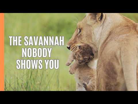 The Savannah Nobody Shows You – Wildlife Like You've Never Seen