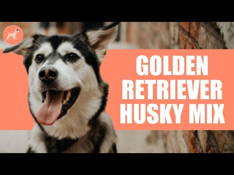 Goberian: A Complete Guide to Golden Retreiver Husky Mix
