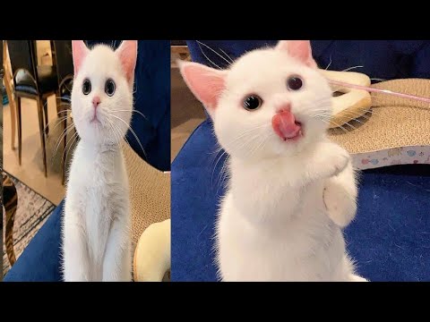 OMG So cute ❤ funny Cat ||Funniest cat video 2021 Compilation # 4