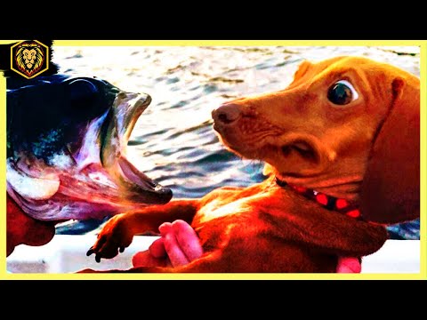 Animais engraçados 2023 - Cães e gatos fofos fazendo coisas engraçadas #2