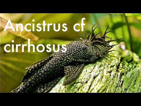 Ancistrus cf. cirrhosus — bristlenose pleco, profil druhu