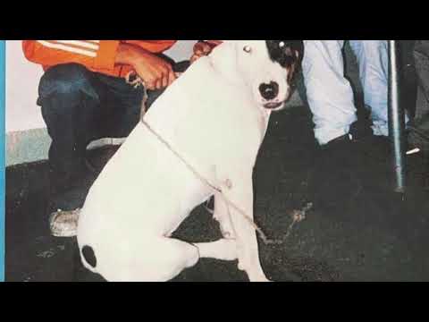 Korn Vodka Tütenwein