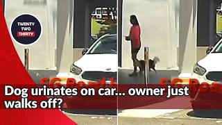 Dog urinates on car in Bukit Batok, sparks debate on pet owner responsibility