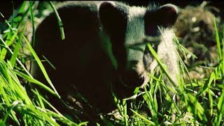 A Badger's New Home | Nature's Boldest Thieves | Earth Unplugged