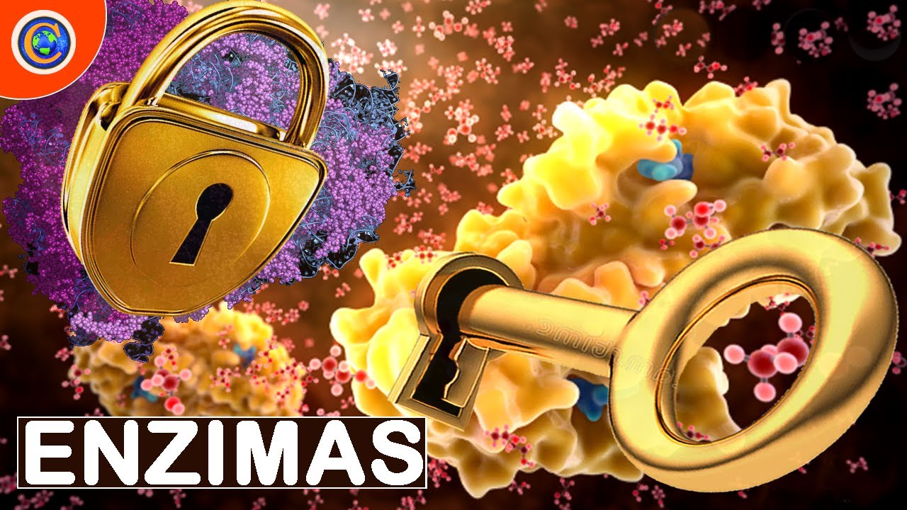 QUÍMICA DA VIDA - ENZIMAS