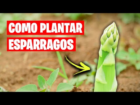 , title : 'Como Cultivar ESPÁRRAGOS!! Planta Espárragos una Vez y Cosecha Durante Años | La Huerta de Ivan'