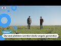 Zorgen over vogelgriep bij ganzen en eenden