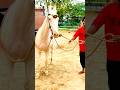 Horse Dance Shortfeed Horselover Horse Animals A