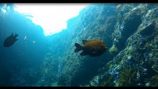 preview picture of video 'Shaw's Cove In Laguna Beach Scuba Dive - GoPro Dive Housing'