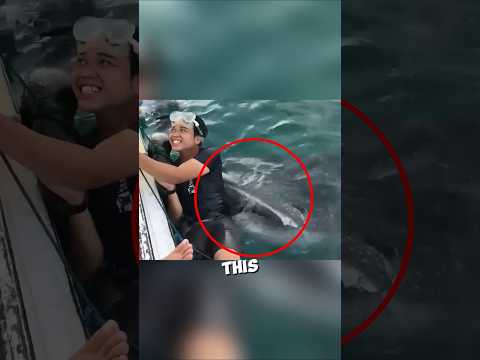 This young whale seeked help from humans ❤️ #shorts