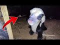 Hamari Bhed Ne Bacha De Diya Sheep Given Birth Tahir Bhai Vlog