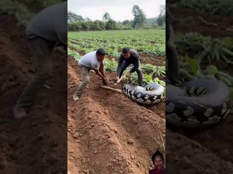 😮 snack 🥨 #viralshort  #shortvideo