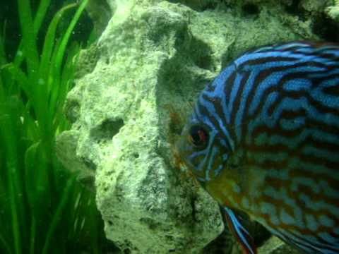 Postura no meu Aqua ...