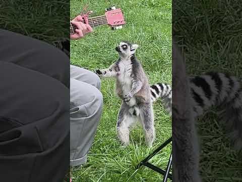 Singing to Lemurs