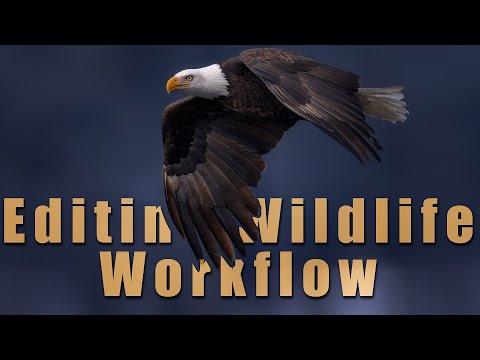 My Wildlife Photography Workflow // Postprocessing Wildlife Photography