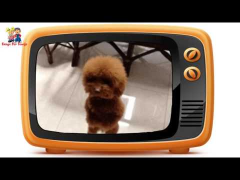 Kokekashta  /// Kenge Per Femije