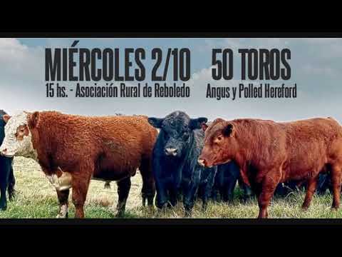 San Gerardo realiza su remate anual de toros este miércoles 2 en Reboledo