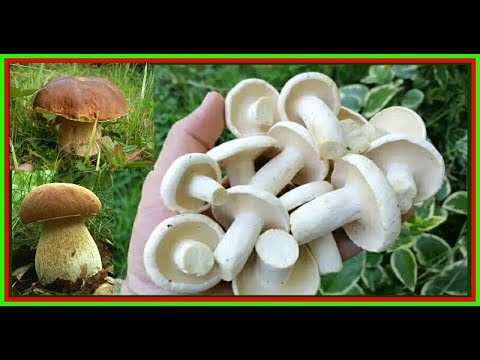 BERBA GLJIVA JUNI 2022. Vrganj, mliješnice ... Lactarius piperatus. Mushroom picking