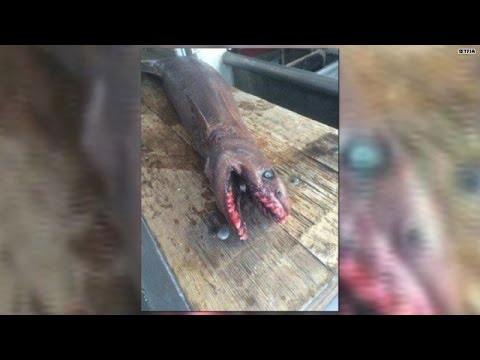 OMG video! Rare sea beast caught in Australia