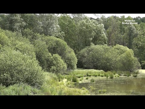 Besucherzentrum Grube Messel (Raum 4, Regenwald)